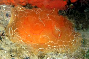 Lumacone tartaruga (Pleurobranchus testudinarius)