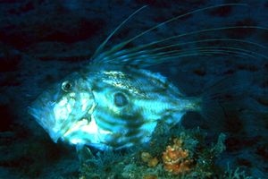 Pesce san pietro (Zeus faber)