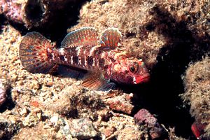 Ghiozzo boccarossa (Gobius cruentatus)