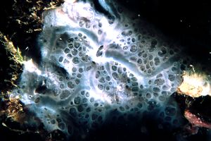 Spugna incrostante blu (Phorbas tenacior)