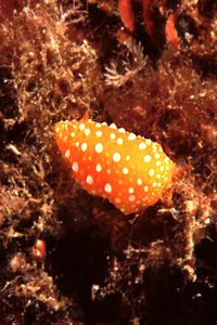 Fillidia mediterranea (Phyllidia flava)