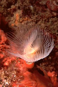 Verme dal ciuffo bianco (Protula tubularia)