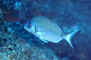 Sarago maggiore (Diplodus sargus sargus)