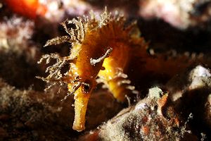 Cavalluccio marino (Hippocampus guttulatus)