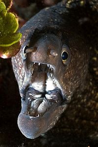Murena (Muraena helena)