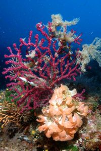 Gorgonia rossa (Paramuricea clavata)