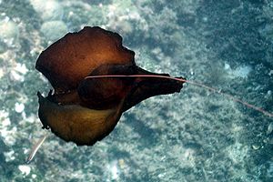 Lepre di mare (Aplysia depilans)