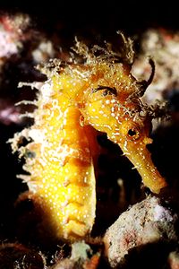 Cavalluccio marino (Hippocampus guttulatus)