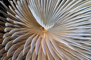 Spirografo (Sabella spallanzanii)