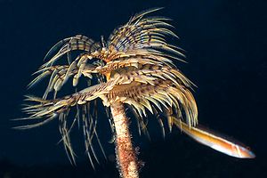 Spirografo (Sabella spallanzanii)