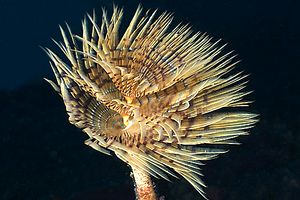 Spirografo (Sabella spallanzanii)