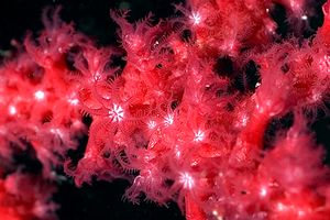Gorgonia rossa (Paramuricea clavata)