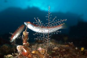 Donzella (Coris julis)