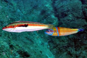 Donzella (Coris julis)