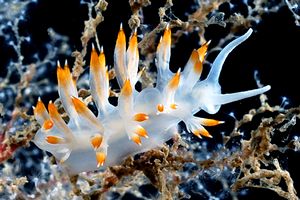 Flabellina bianca (Flabellina babai)