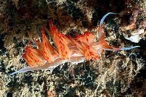 Dondice (Dondice banyulensis)