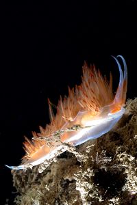 Dondice (Dondice banyulensis)