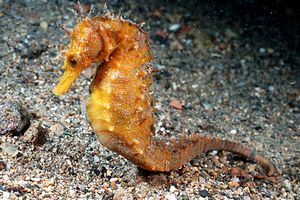 Cavalluccio marino (Hippocampus guttulatus)