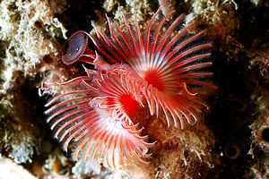 Serpula (Serpula vermicularis)