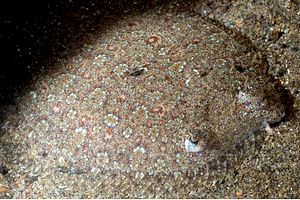 Rombo (Bothus podas podas)