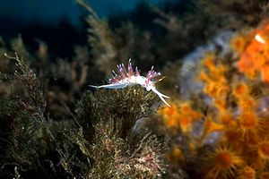 Cratena (Cratena peregrina)