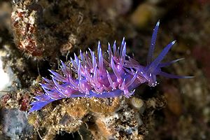 Flabellina rosa (Flabellina affinis)