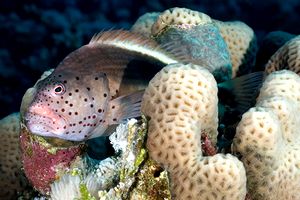 Pesce falco (Paracirrhites forsteri)