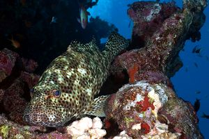 Cernia maculata bruna (Epinephelus tauvina)