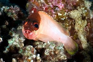 Cernia dal berretto basco (Epinephelus fasciatus)