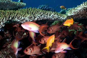 Pesce soldato (Myripristis murdjan)