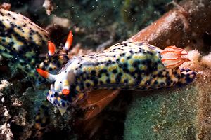 Doride infuocato (Hypselodoris infucata)