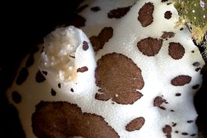 Vacchetta di mare (Discodoris atromaculata)