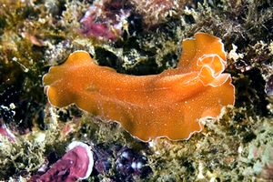 Platelminta (Yungia aurantiaca)