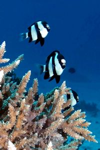 Damigella codabianca (Dascyllus aruanus)