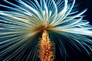 Spirografo (Sabella spallanzanii)