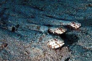 Pesce lucertola variegato (Synodus variegatus)