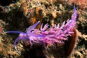 Flabellina rosa (Flabellina affinis)