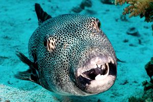 Pesce palla (Arothron stellatus)