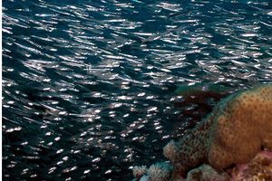 Pesce vetro (Parapriacanthus ransonneti)