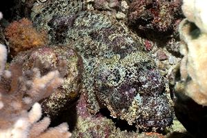 Pesce scorpione tessellato (Scorpaenopsis oxycephala)