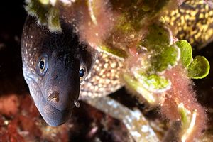 Murena (Muraena helena)