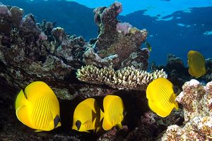 Pesce farfalla semimascherato (Chaetodon semilarvatus)