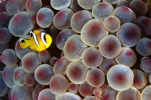 Pesce pagliaccio (Amphiprion bicintus)