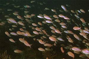 Castagnola rossa (Anthias anthias)