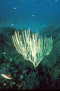 Gorgonia bianca (Eunicella singularis)