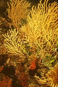 Gorgonia gialla (Eunicella cavolinii)