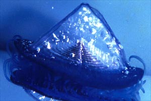 Barchetta San Pietro (Velella velella)