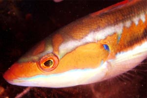 Donzella (Coris julis)