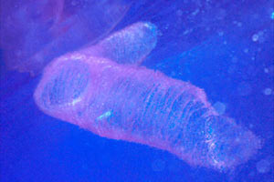 Calamaro (Thysanoteuthis rhombus)
