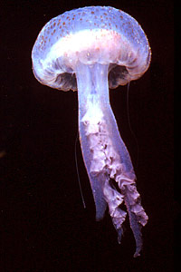 Medusa luminosa (Pelagia noctiluca)